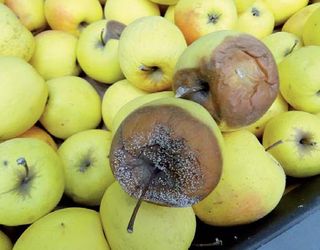 Неправильний догляд саду провокує хвороби яблук на зберіганні